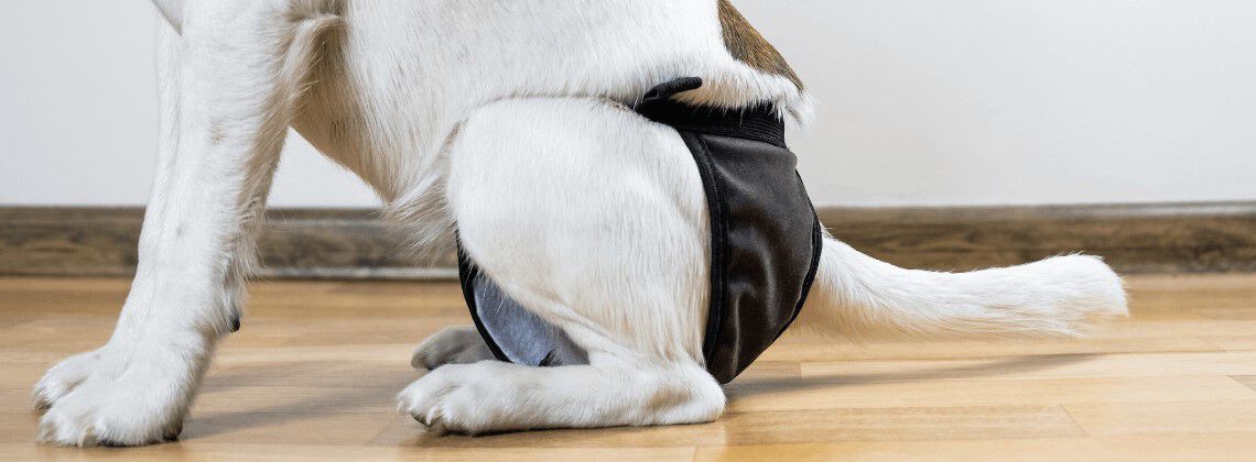 Mijn hond is loops, wat nu?